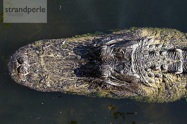 USA. Florida. Big Cypress National Preserve. Nahaufnahme des Kopfes eines Alligators.