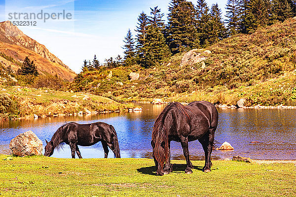 Blick auf die Merens-Pferde am Etang de Comte  Ariege-Pyrenäen  Okzitanien  Frankreich