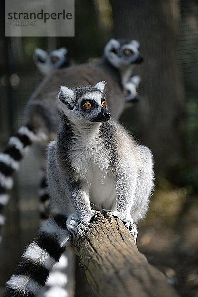 Frankreich  Dordogne  Zoo von Calviac  Gruppe von Maki-Lemuren  Lemur catta