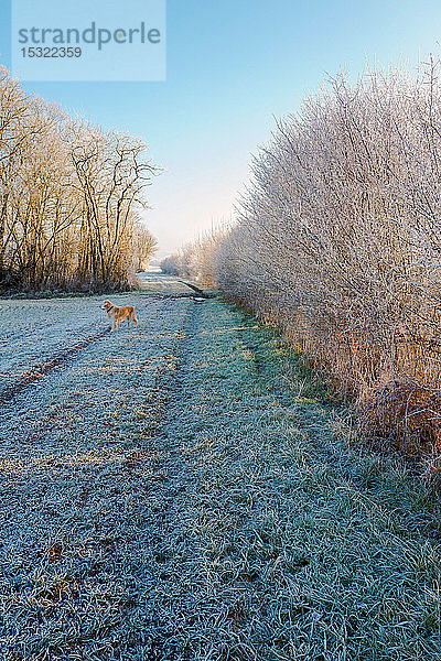 Europa  Frankreich  Burgund  Cote-d'Or  Bard les Epoisses  gefrorener Weg auf dem Lande mit einem Hund