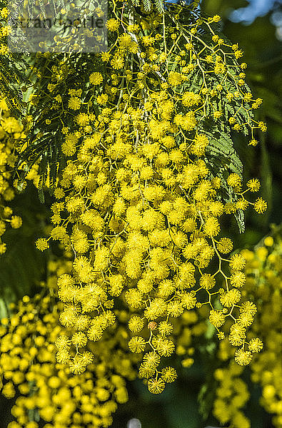 Frankreich  Bassin d'Arcachon; blühender Mimosenzweig