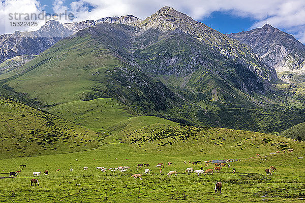 Frankreich  Hochpyrenäen  Col de la Hourquette d'Ancizan (1564 Meter hoch)  zwischen dem Vallee d'Aure und dem Vallee de Campan  Weidegebiet  das nach Payolle führt