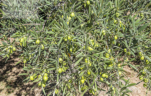 Frankreich  Provence  Vaucluse  Olivenbäume in Saint Pantaleon