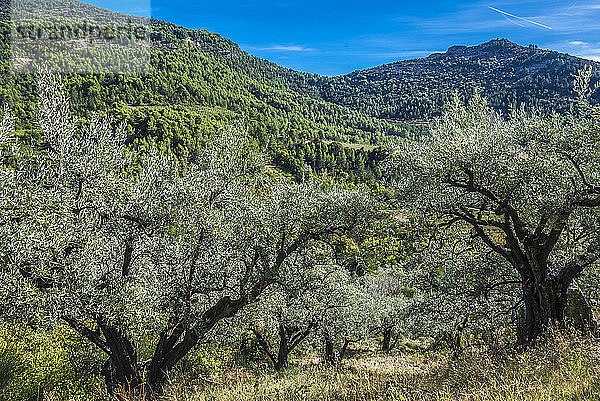 Frankreich  Drome  Regionaler Naturpark der provenzalischen Baronnies  jahrhundertealte Olivenbäume
