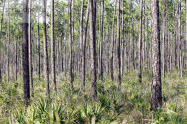 USA. Florida. Everglades-Nationalpark. Pinelands Pfad. Pins  Merkmale des Gebiets.