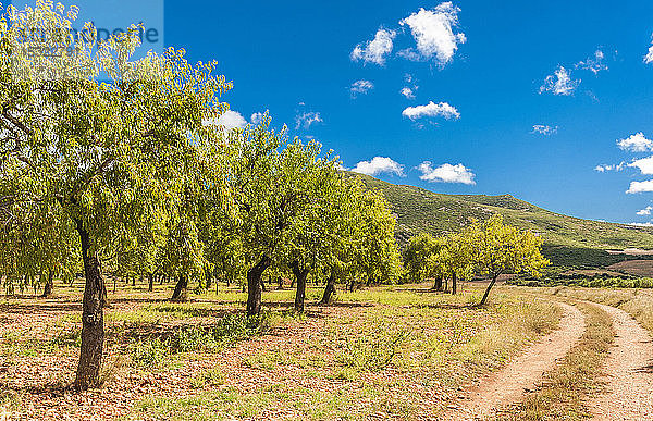 Spanien  Autonome Gemeinschaft Aragonien  Naturpark Sierra y CaÃ±ones de Guara  Val de Onsera  Mandelbäume