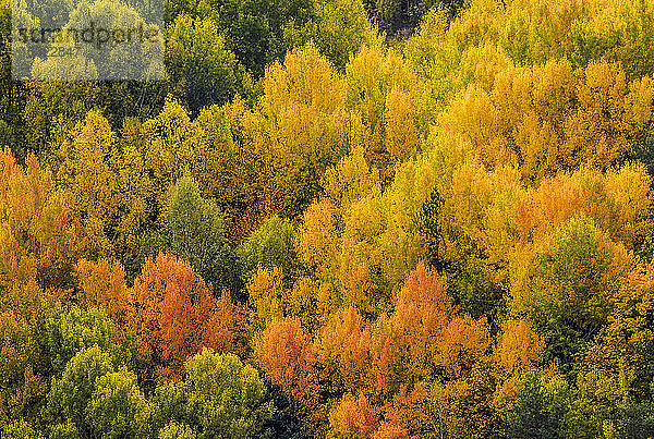 Spanien  Pyrenäen  Autonome Gemeinschaft Aragonien  Tena-Tal  Straße des Col du Pourtalet  herbstlich gefärbter Wald