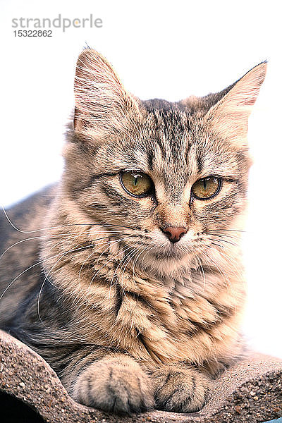 Nahaufnahme einer jungen Katze  5 Monate alt  Rasse Bengal - Maine Coon  weiblich. Weißer Hintergrund.