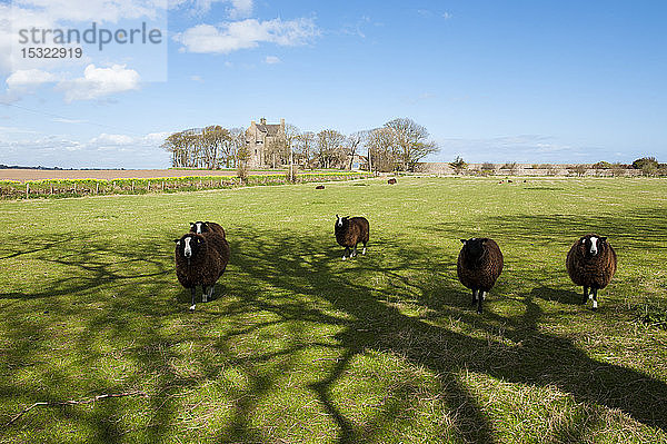 Schafe auf einer Wiese  die im Schatten eines Baumes stehen  Crail  Schottland