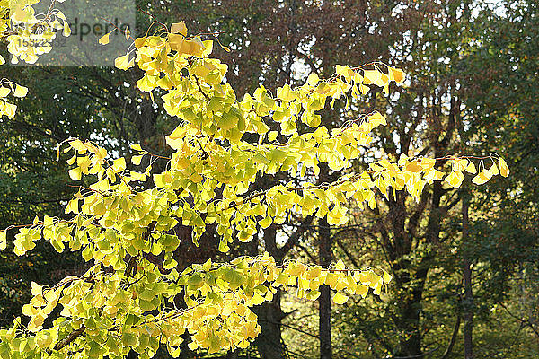 Seine und Marne. Herbst. Selten: weiblicher Ginkgo biloba-Baum. Nahaufnahme der Blätter.