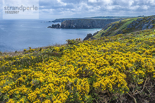 Frankreich  Bretagne  Pointe du Van  Teppich aus Ulex am Meer