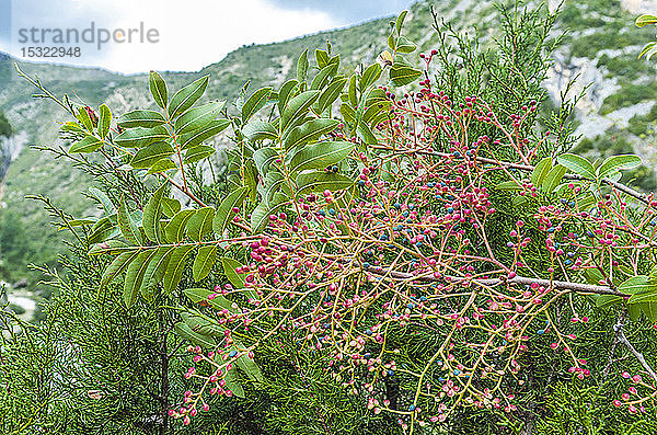 Spanien  Autonome Gemeinschaft Aragonien  Naturpark Sierra y CaÃ±ones de Guara  Pistazienbaum
