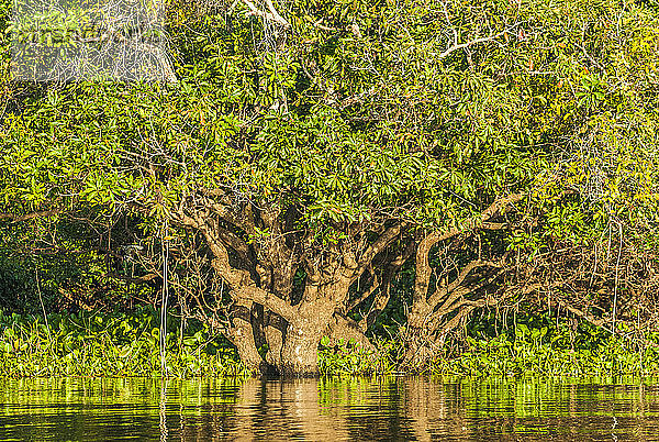 Asien  Kambodscha  Tonte-Sap-See (UNESCO-Biosphärenreservat)  überschwemmter Wald