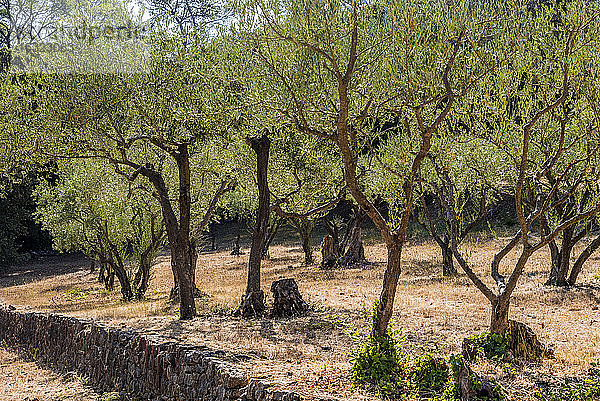 Frankreich  Provence-Alpes-Cote-d'Azur  Var  Terrassen-Olivenbaumplantage bei der Zisterzienserabtei Thoronet