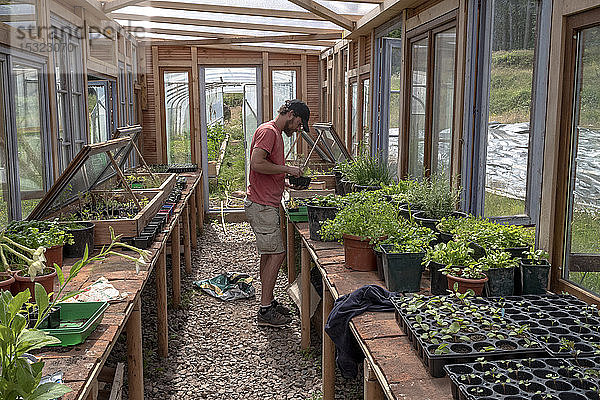 Europa  Frankreich  Bourgogne  Epoisses  junge Gärtnerin im Gewächshaus bei der Pflege des Saatguts
