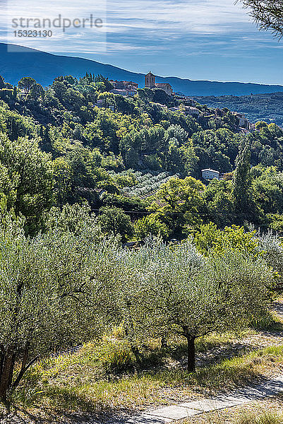 Frankreich  Provence Drome  Olivenbäume Ã Veinsobres