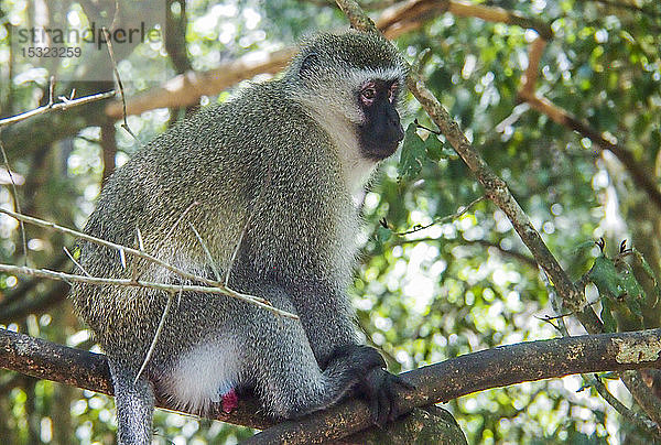 Südafrika  Provinz Westkap  Garden Route  Nature's Valley  Monkeyland Primate Sanctuary  Grüne Meerkatze (Grivet) (Chlorocebus) in einem Baum