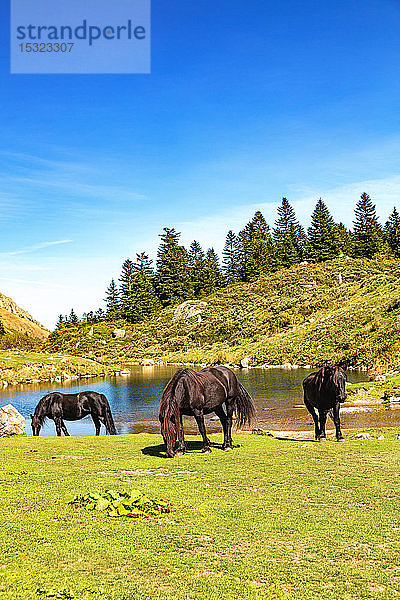 Blick auf die Merens-Pferde am Etang de Comte  Ariege-Pyrenäen  Okzitanien  Frankreich