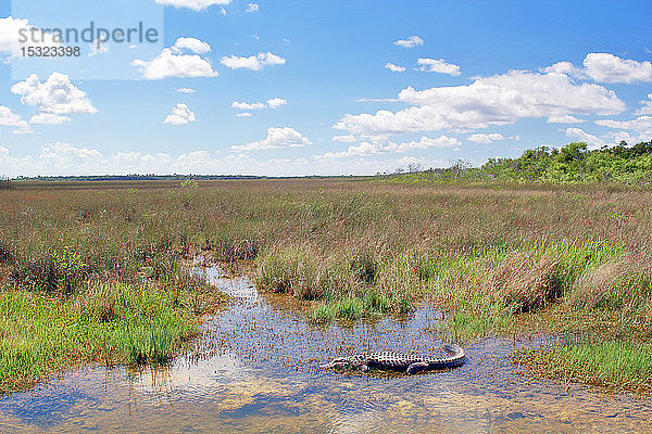USA. Florida. Everglades-Nationalpark. Alligator in der Nähe des Eingangs.