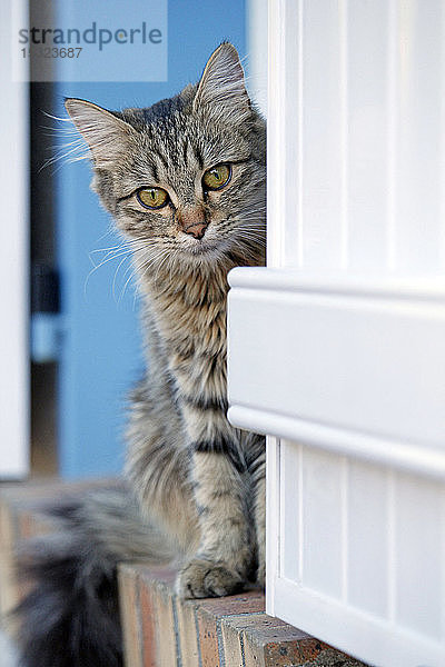 Nahaufnahme einer 5 Monate alten Katze der Rasse Bengal - Maine Coon  weiblich  die auf einem Fensterbrett sitzt.