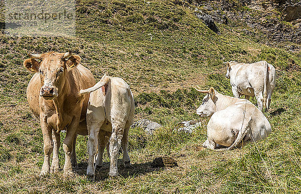 Frankreich  Hautes-Pyrenees  zwischen den Cols de Peyressourde (1569 Meter hoch) und dem Val Louron Azet (1580 Meter hoch)  Eine Kuh und ihr Kalb