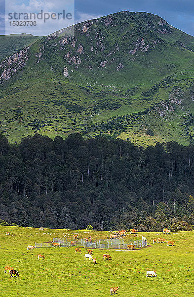 Frankreich  Hochpyrenäen  Col de la Hourquette d'Ancizan (1564 Meter hoch)  zwischen dem Vallee d'Aure und dem Vallee de Campan  Weidegebiet  das nach Payolle führt