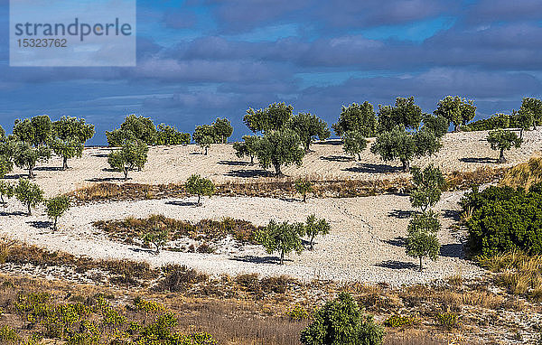 Spanien  Autonome Gemeinschaft Madrid  Provinz Madrid  Olivenbäume in der Landschaft um Chinchon