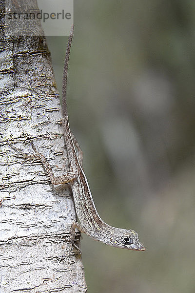 Kuba  Guantanamo-Gebiet  Humboldt-Nationalpark  Anolis-Lezard  Anolis rubibarbus