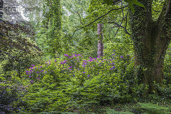 Republik Irland  Grafschaft Kerry  Killarney National Park  Muckross House Park  Rhododendren