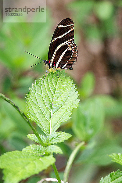 USA. Florida. Schmetterlingszebra (Heliconius charithonia).