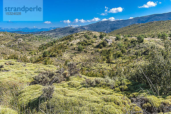 Spanien  Autonome Gemeinschaft Aragonien  Naturpark Sierra y CaÃ±ones de Guara  Landschaft der Mascun-Schlucht  Ginster- und BuchsbaumgebÃ?lk