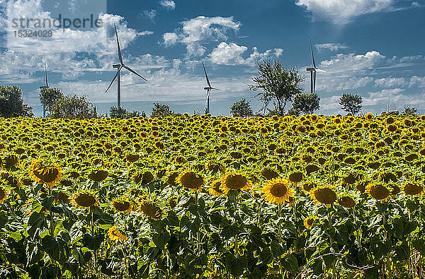 Spanien  Autonome Gemeinschaft Kastilien und León  ländliche Gegend in der Region Burgos  Sonnenblumenfeld und Windmühlen.