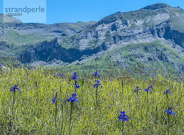 Hautes-Pyrenees  Pyrenäen-Nationalpark  Cirque d'Estaube (UNESCO-Welterbe)  Englische Schwertlilie (Iris latifolia)