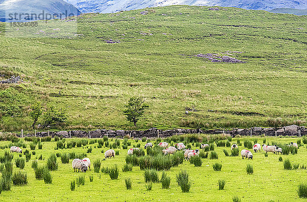 Republik Irland  Grafschaft Mayo  Schafherde am Ufer des Fjordes von Killary