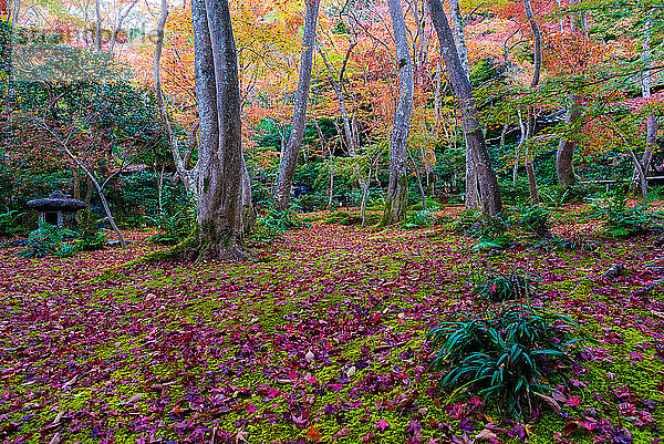 Gioji-Tempel  Kyoto  Kansai  Honshu  Japan. Gärten.