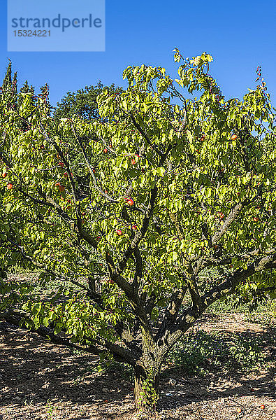 Frankreich  Vaucluse  Venasque  Aprikosenbaum