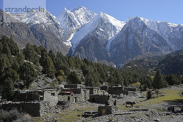 Pakistan  Gebiet Gilgit Baltistan  Nagar-Tal  Minapin  die hohen schneebedeckten Berge des Rakaposhi-Gebirges dominieren den kleinen Weiler Tagaphari