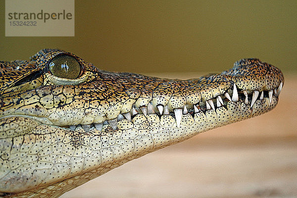 Nahaufnahme des Kiefers eines Nilkrokodils (crocodylus niloticus).