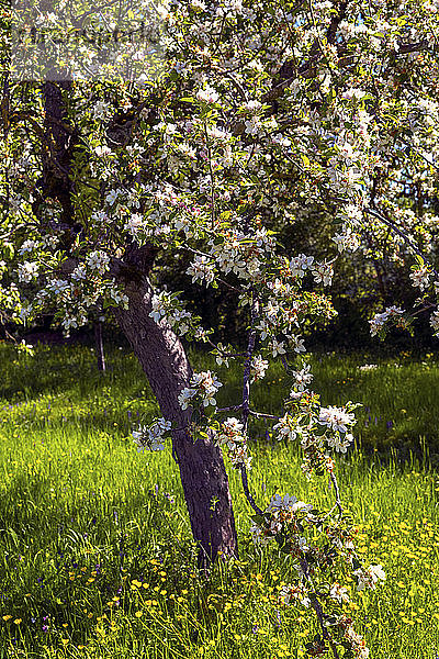 Europa  Frankreich  Bourgogne  Cote d'Or  Bard les Epoisses  Obstbaumblüten in einem Hain