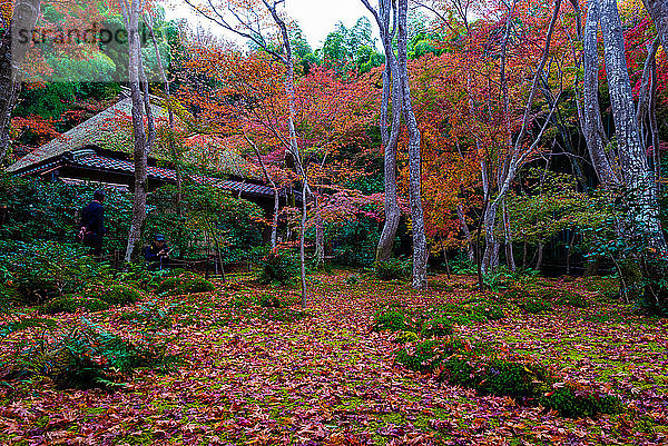 Gioji-Tempel  Kyoto  Kansai  Honshu  Japan. Gärten.