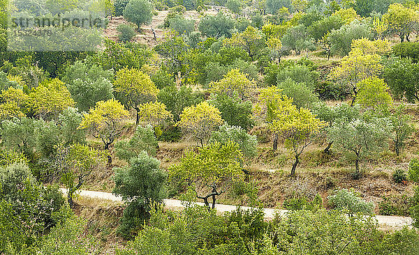 Spanien  Autonome Gemeinschaft Aragonien  Naturpark Sierra y CaÃ±ones de Guara  Oliven- und MandelbÃ?ume  Terrassenanbau