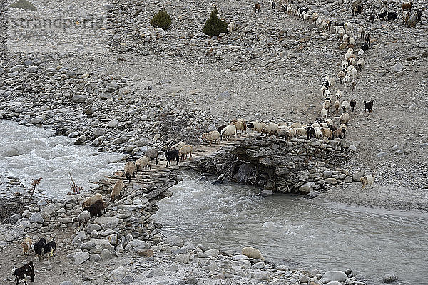 Pakistan  Gebiet Gilgit Baltistan  eine Schafherde überquert den Shaigiri-Fluss in 3500 m Höhe