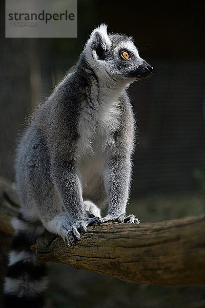 Frankreich  Dordogne  Calviac zoo  ein Maki-Lemur  Lemur catta