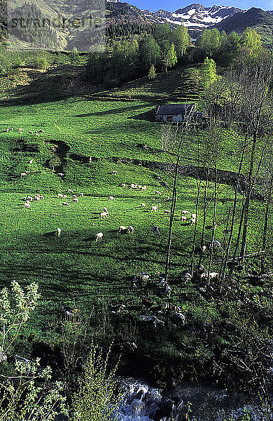 Frankreich  Pyrenäen-Nationalpark  Hautes-Pyrenees  Region um Luz-St-Sauveur  Terrassenweide für die fleischfressende Schafzucht der g.U. Bareges-Gavarnie.