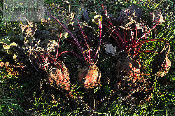 Frankreich  Bretagne Taupont  Herbst  drei Bio-Rüben mit ihren Blättern  geerntet und auf das von der Sonne erleuchtete Gras gelegt