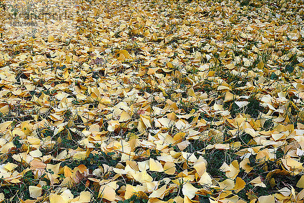 Seine und Marne. Herbst. Selten: weiblicher Ginkgo biloba-Baum. Auf den Boden gefallene Blätter.