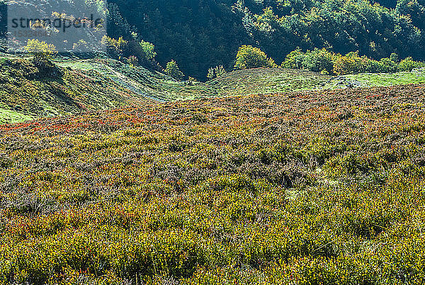 Frankreich  Pyrenäen-Nationalpark  Hautes-Pyrenees  Berg Hautacam  Heidelbeeren im Isaby-Tal