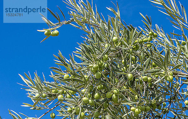 Frankreich  Provence  Vaucluse  Olivenbäume in Saint Pantaleon