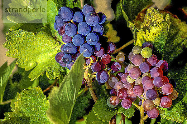 Frankreich  Provence  Vaucluse  Luberon  Weintrauben am Rebstock