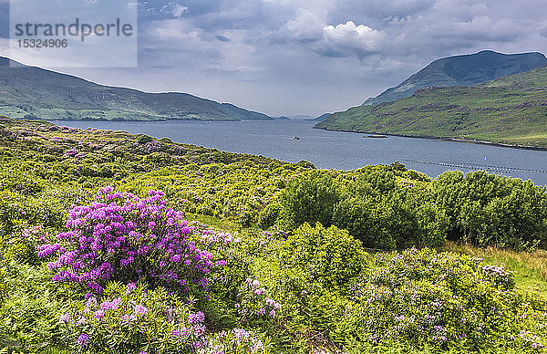 Republik Irland  Grafschaft Mayo  Muschelzucht am Fjord von Killary und wilde Rhododendren